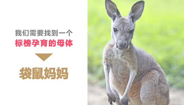 歐賽斯超級品牌引擎&reg; 新冠軍商業(yè)實戰(zhàn)案例：孕味食足